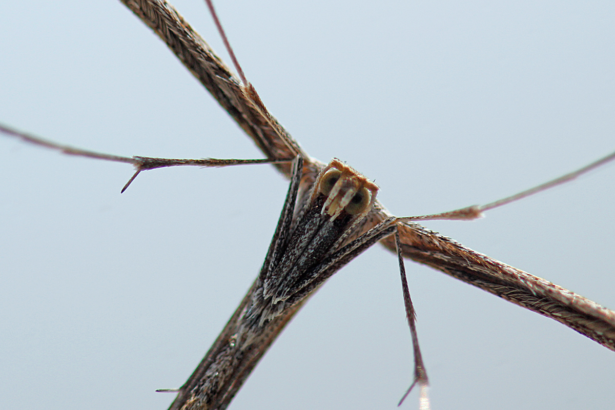 plume moth 2