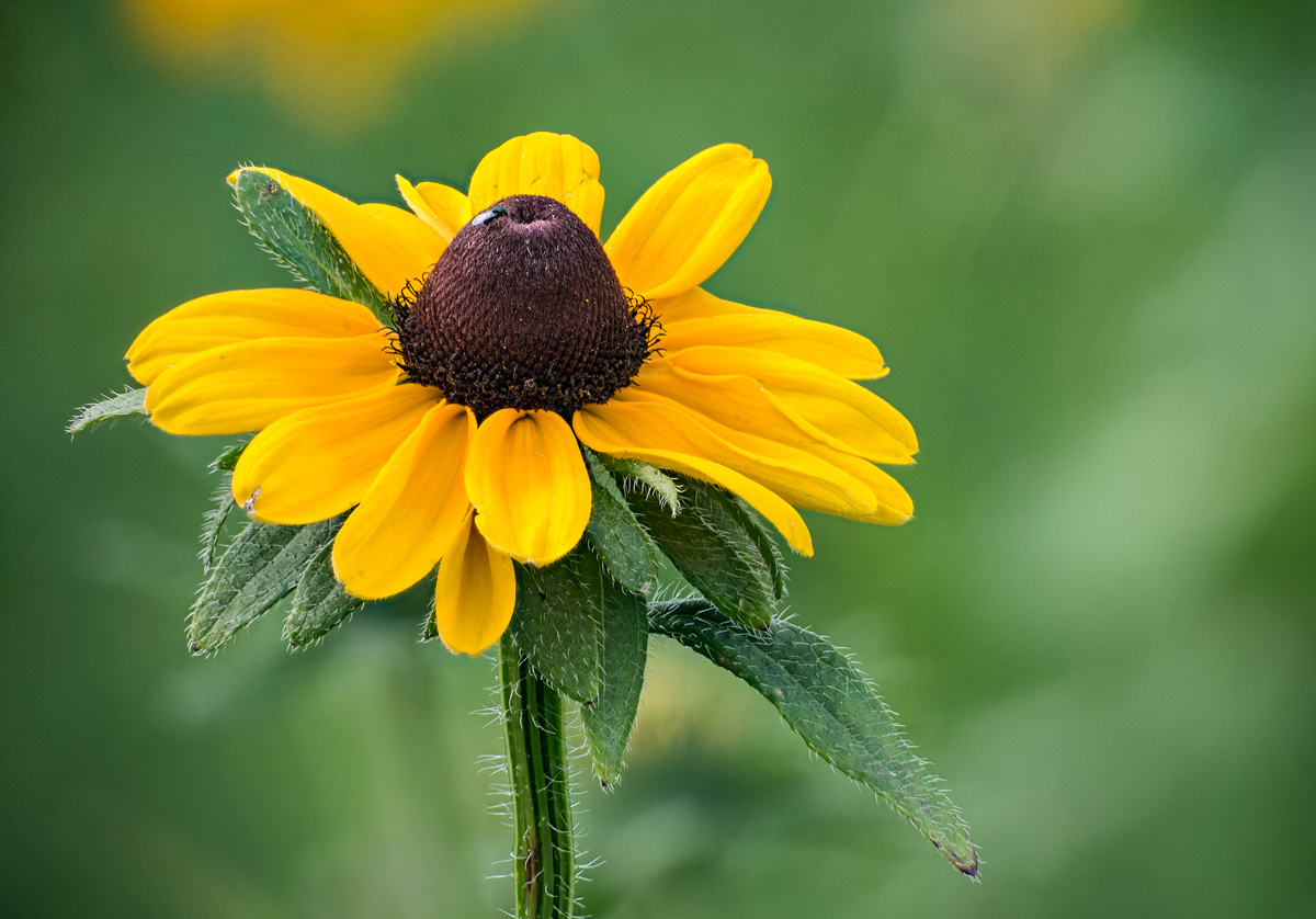 Black Eyed Susan 