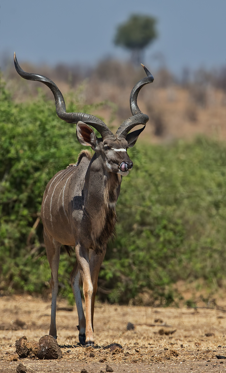 Male Kudu