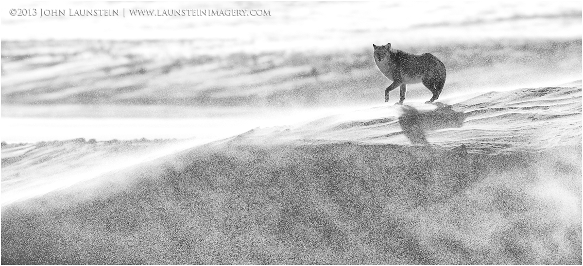 Winter Coyote