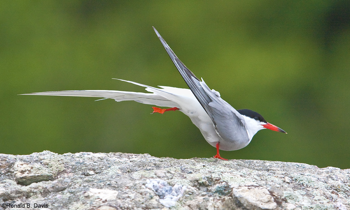 Tern Ballet Position