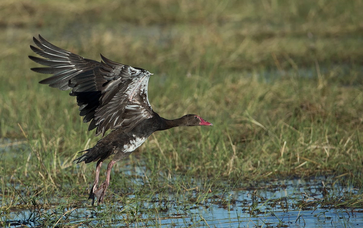Spur Winged Goose