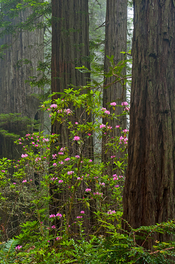 Redwood Empire