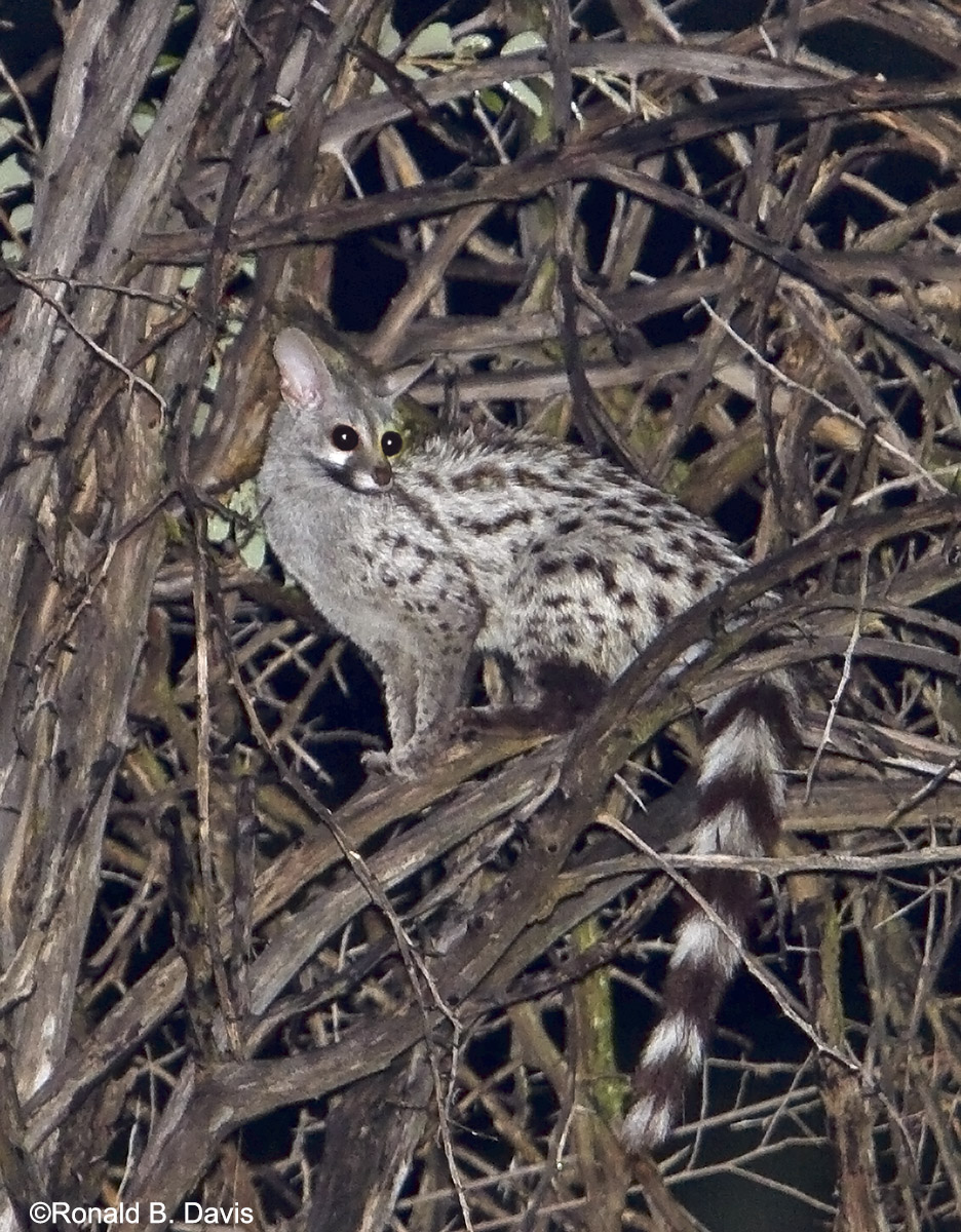 Genet at NIght