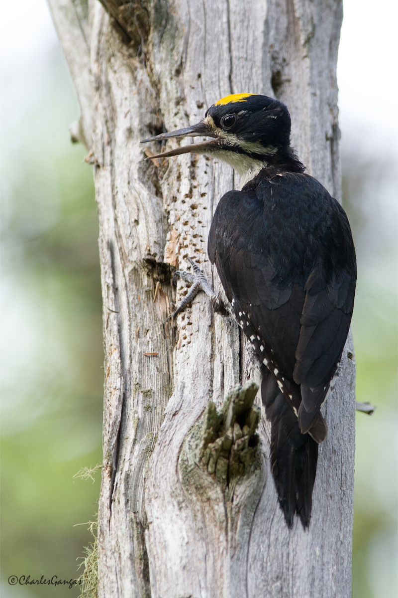 Black-backed