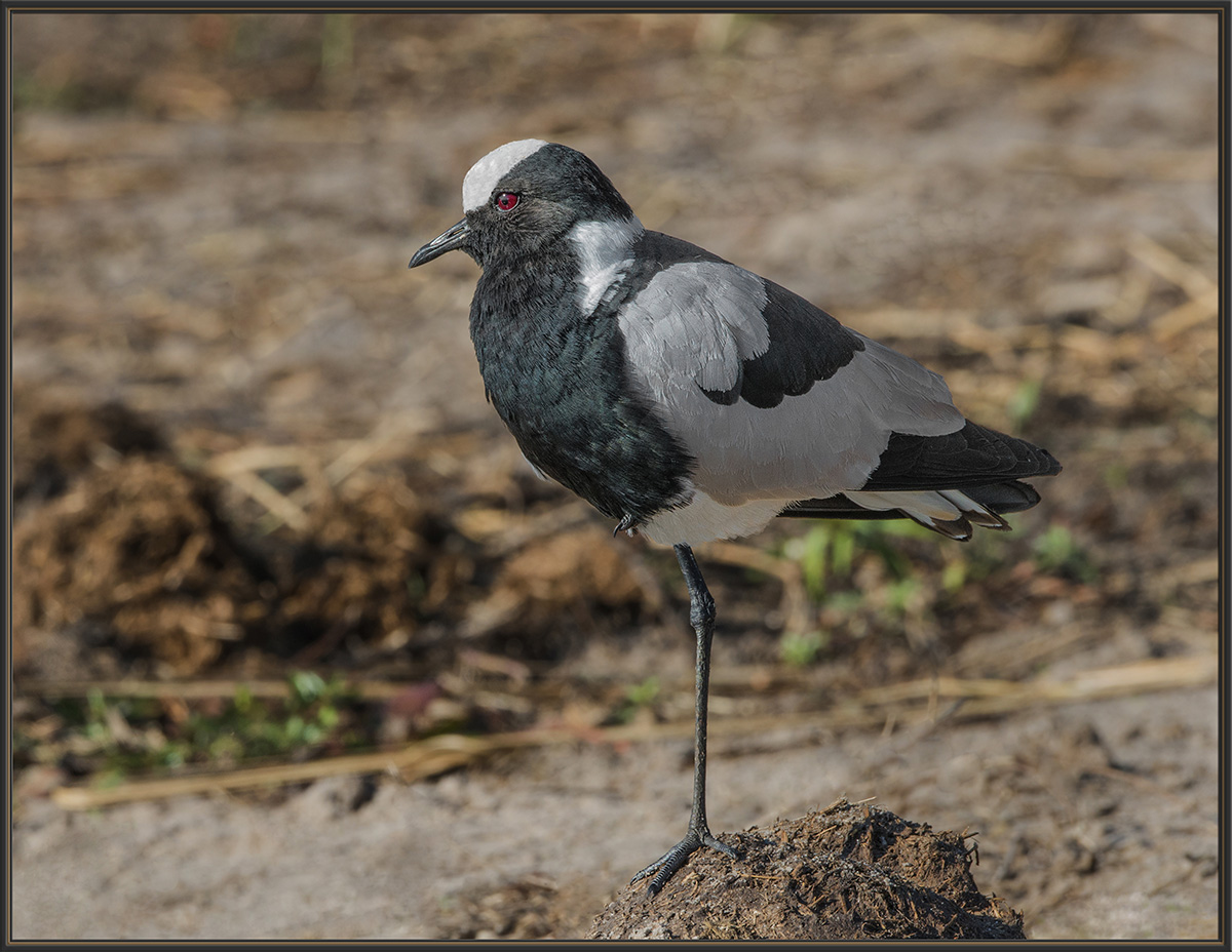 Blacksmith Lapwing