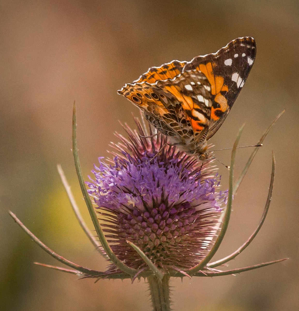 Butterfly gift