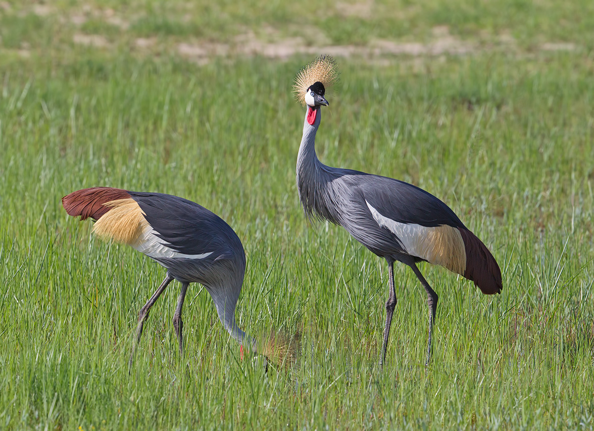 Crowned Cranes