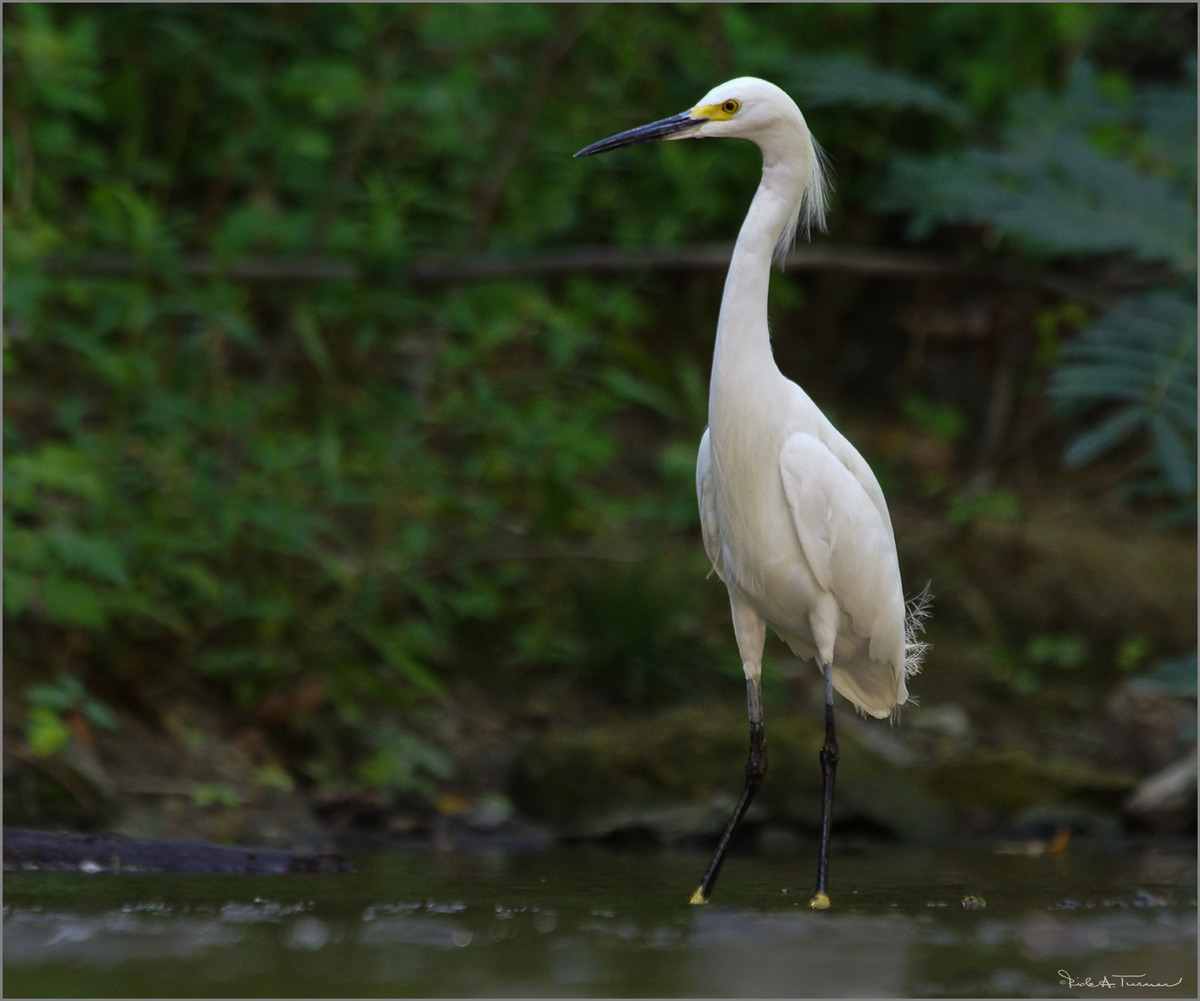 Low Down Egret