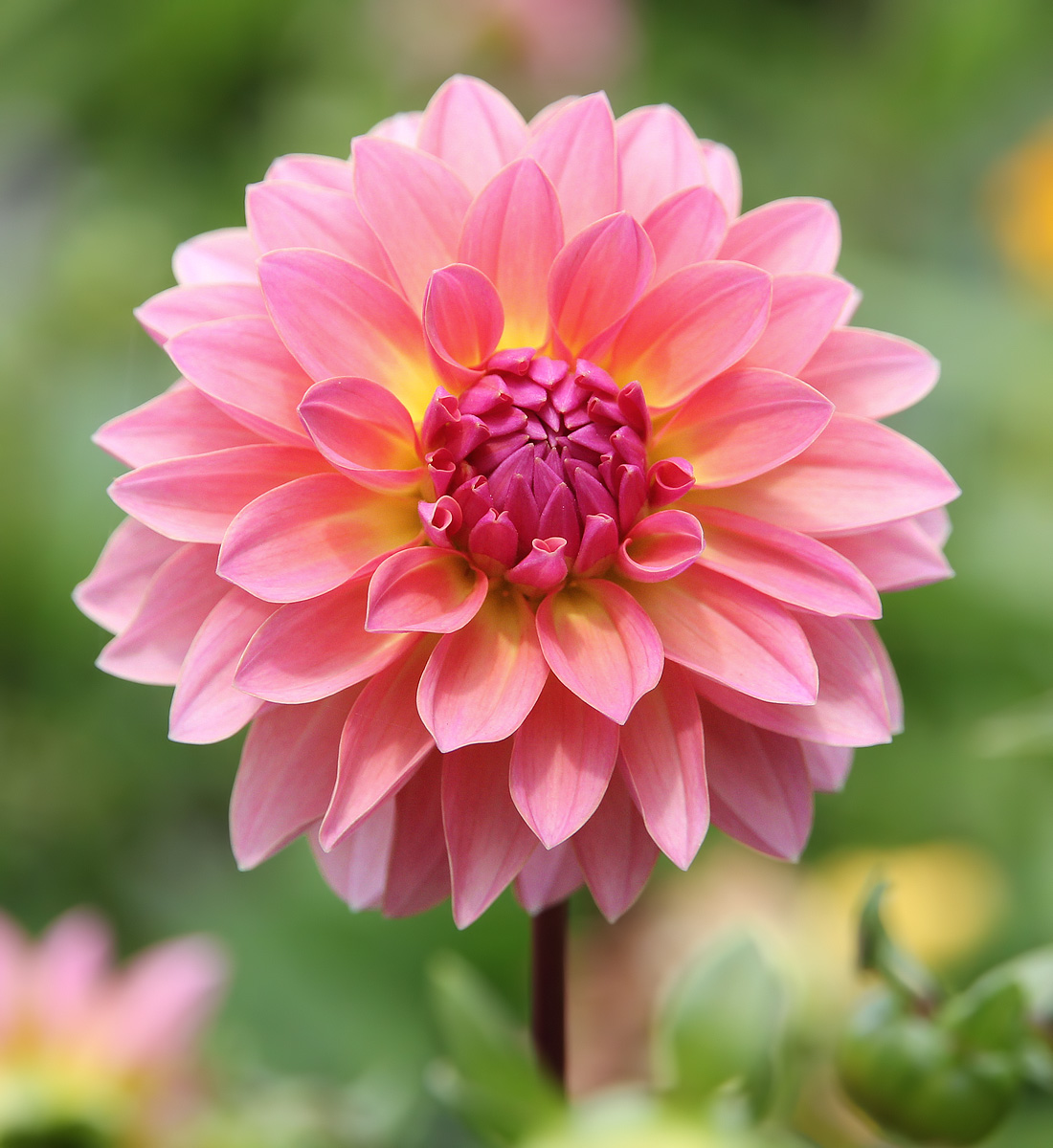 Dahlia