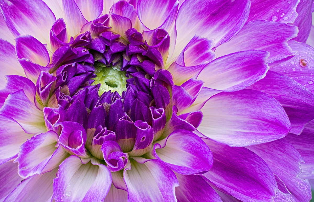 Dahlia Close-Up