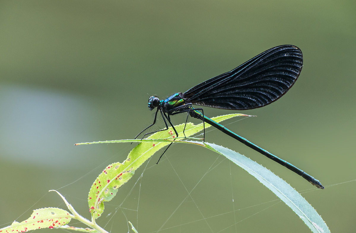 Ebony Jewel-Wing