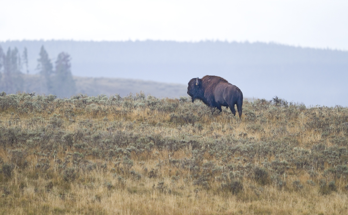 Bison Animalscape