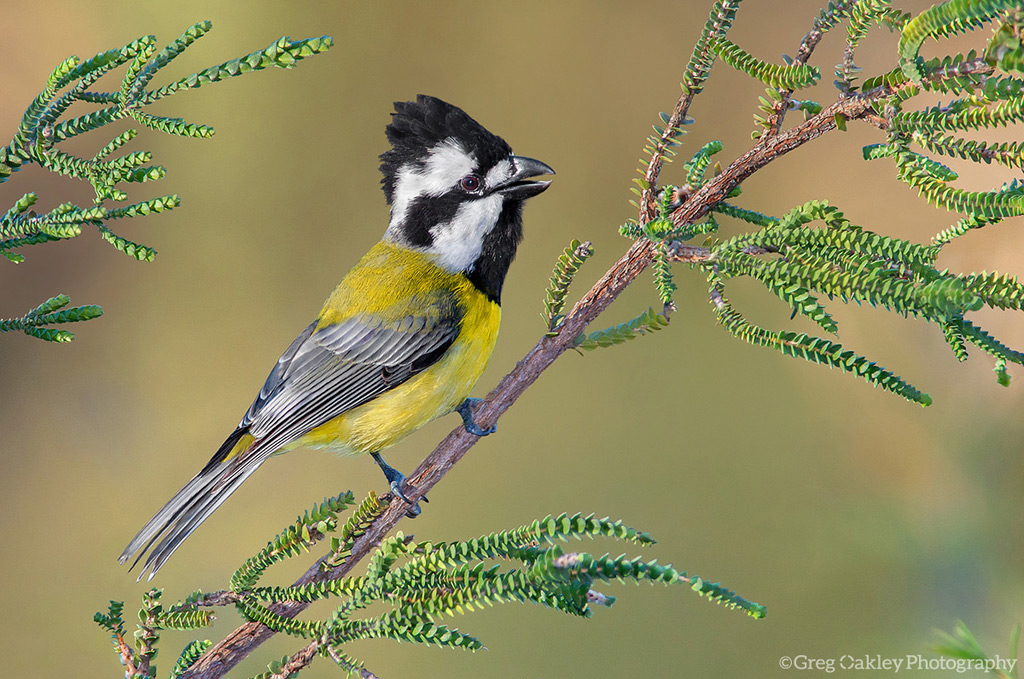 Crested Shriketit