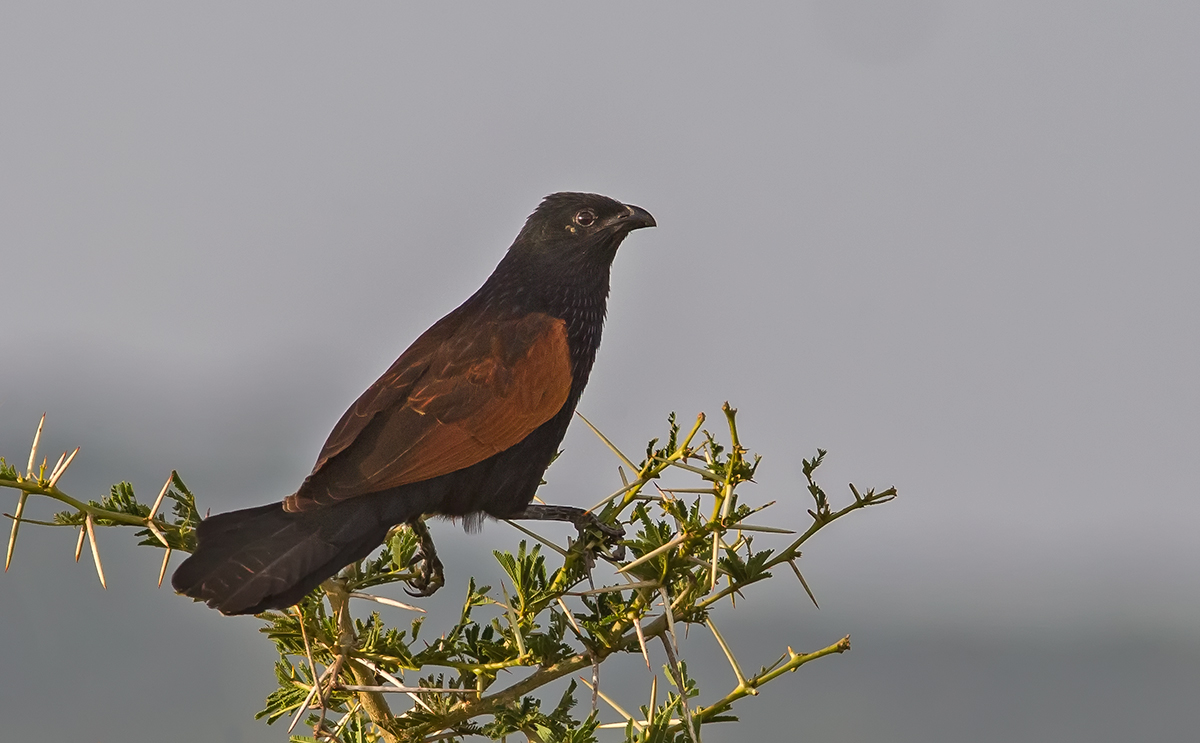 Black Coucal