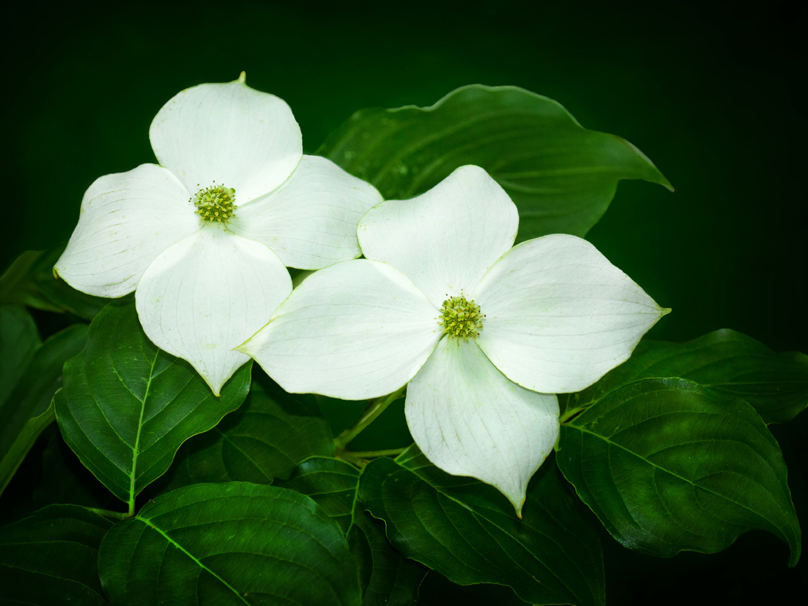 Kousa Dogwood flowers