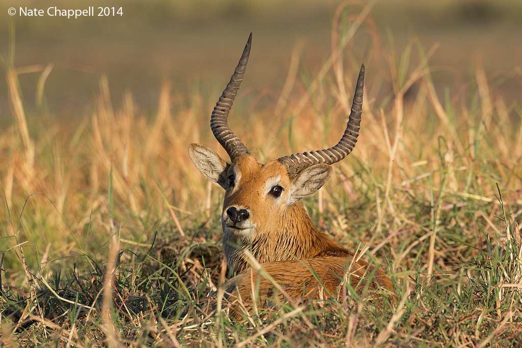 Red Lechwe
