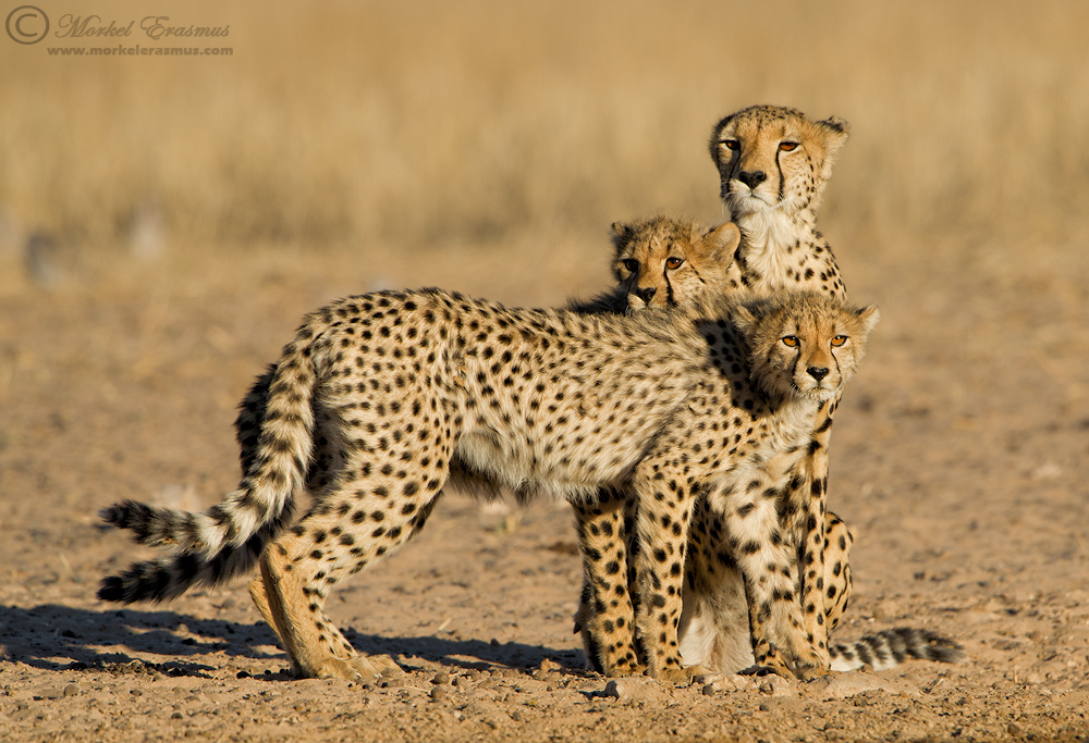 Spotty Family