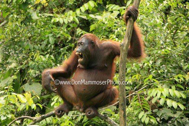 Bornean Orangutan