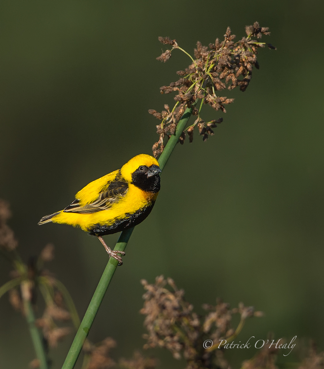 Yellow-crowned Bishop II