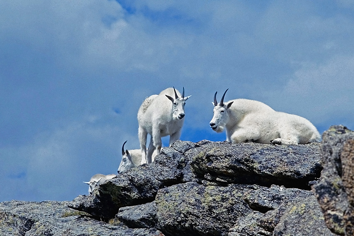 Mt. Evans goats  1976