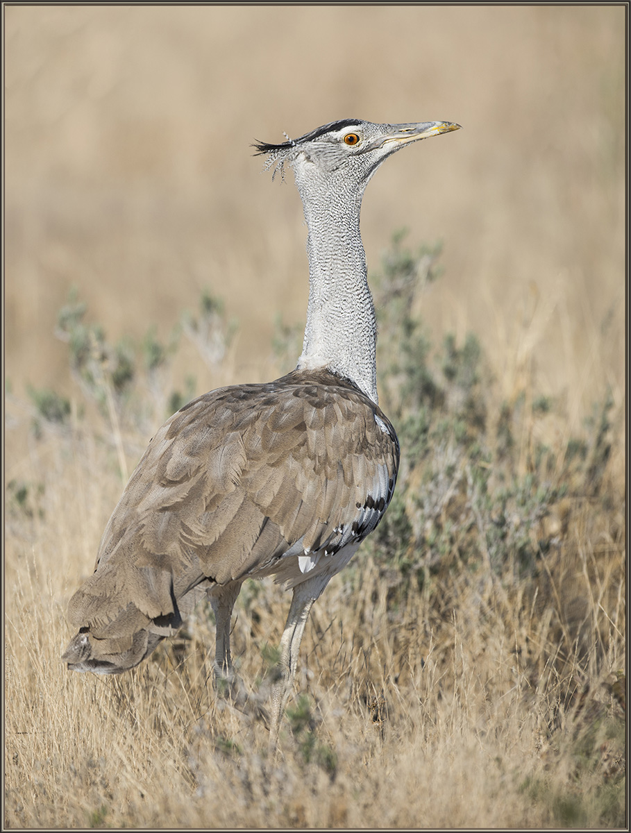 Kori Bustard
