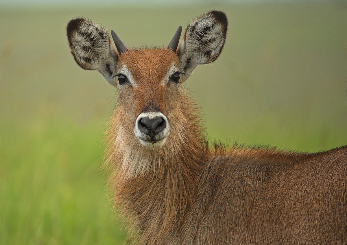 Young Male Waterbuck
