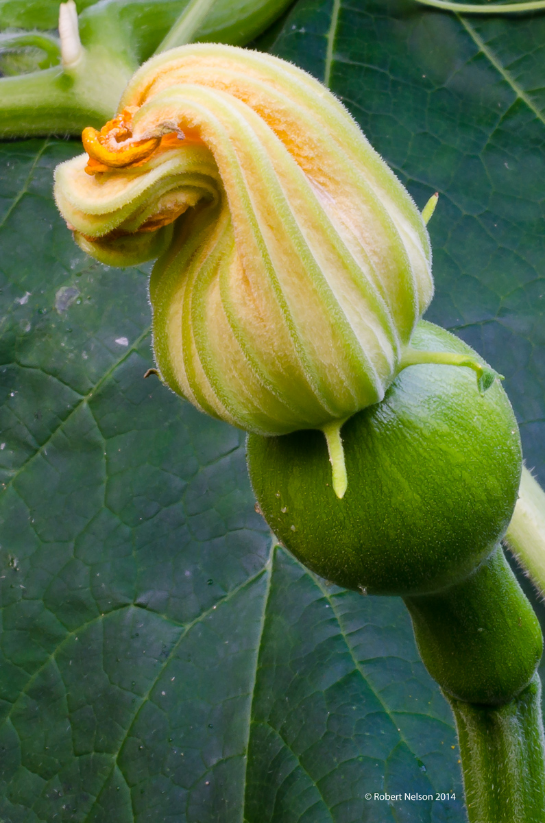 Zucchini