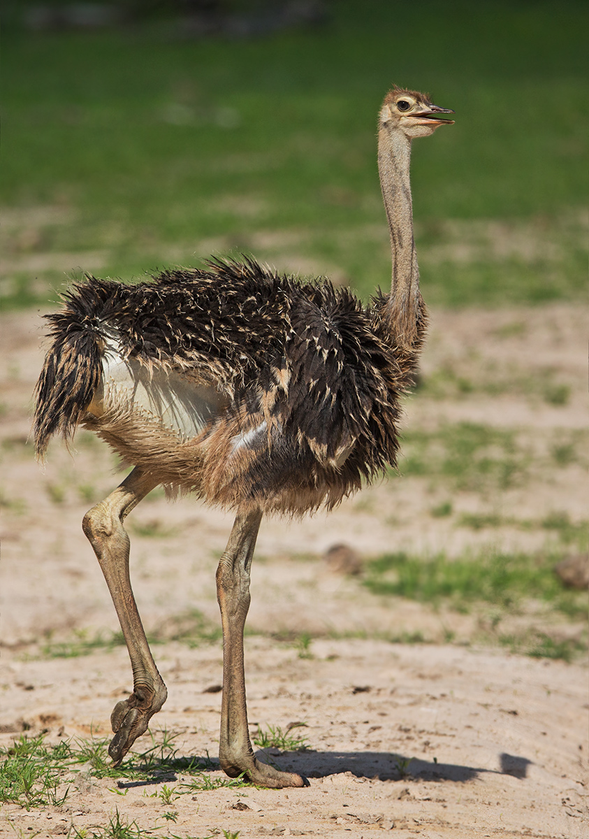 Youngish Ostrich