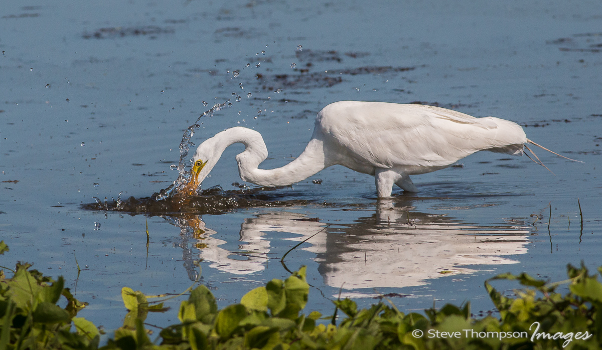Egret Strike