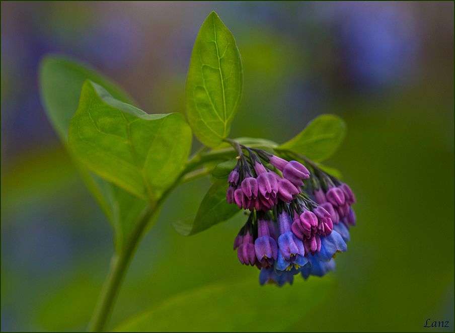 Bluebells 