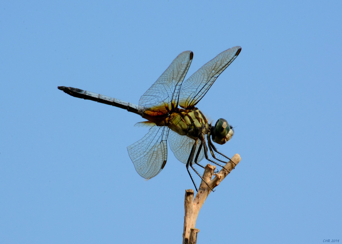 Blue Dasher Resting