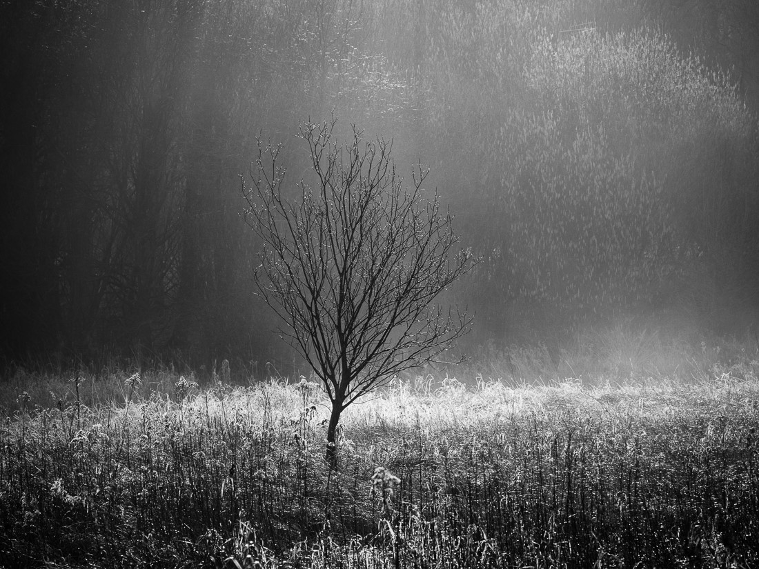 Audience of one