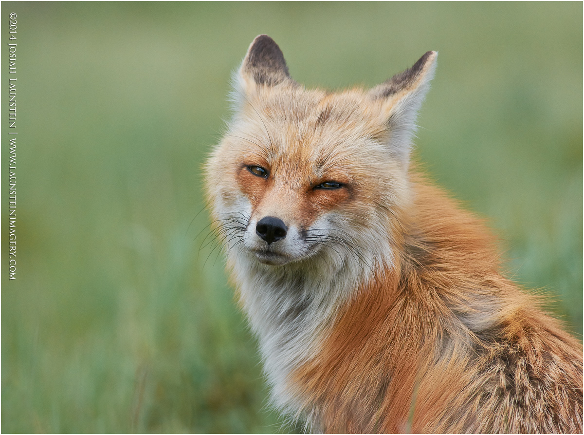 Fox Portrait