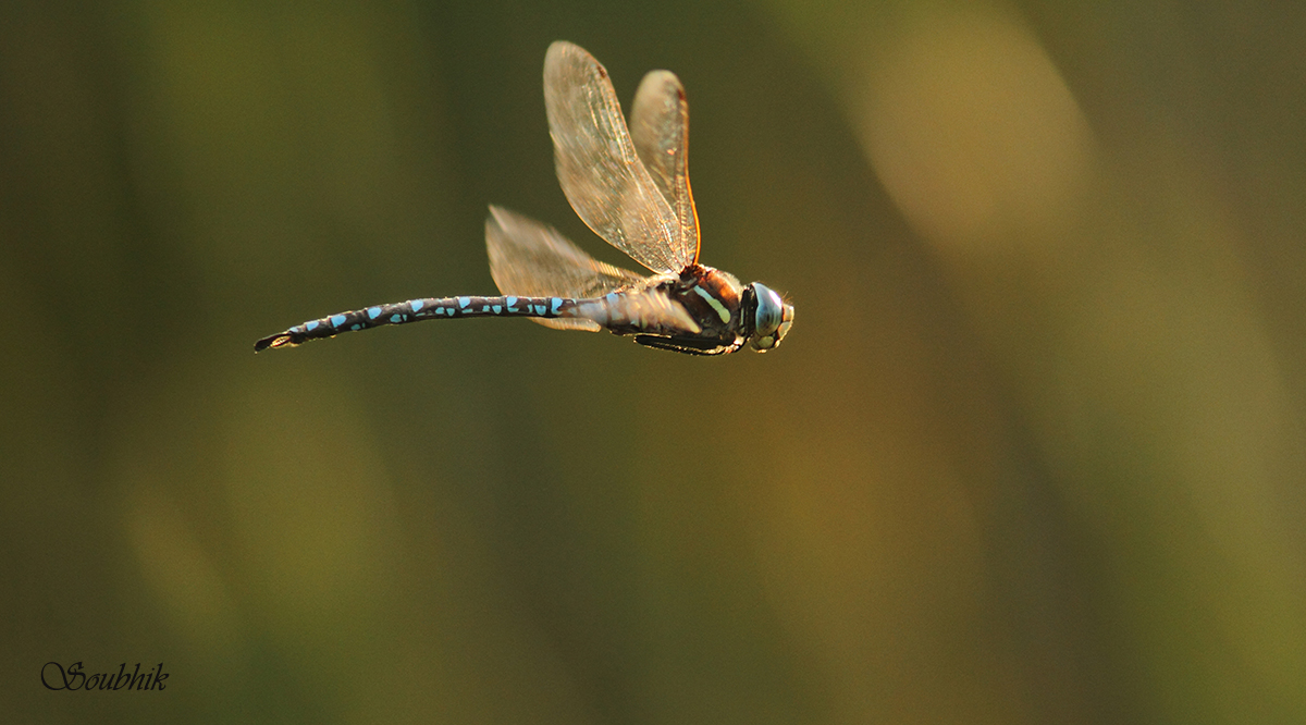 The flying dragonfly