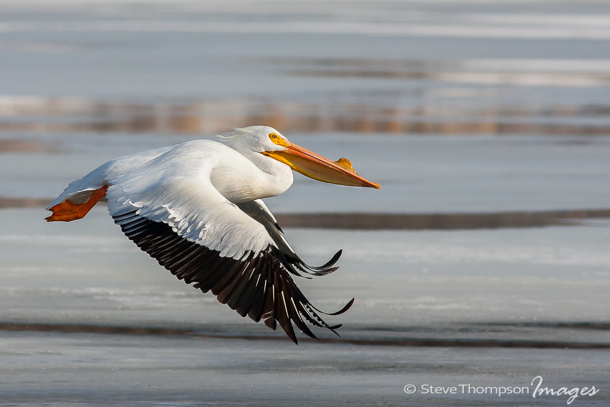 Cruzin Pelican