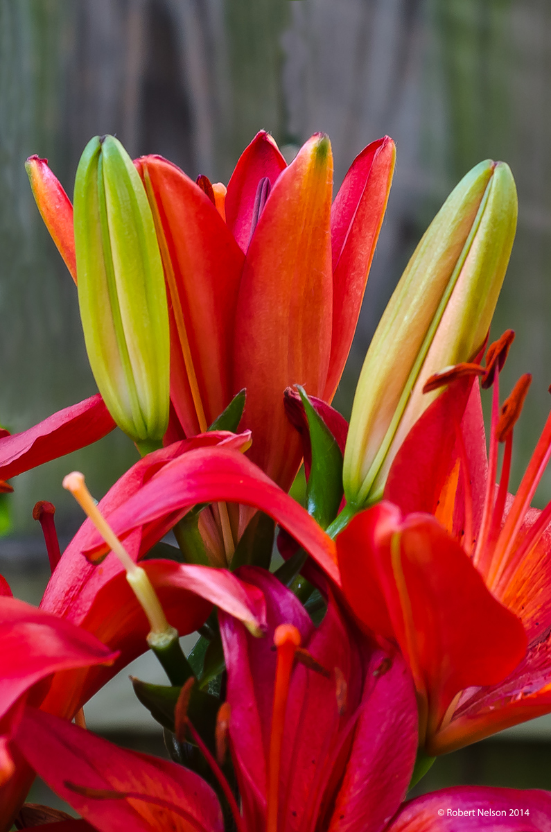 Lilies