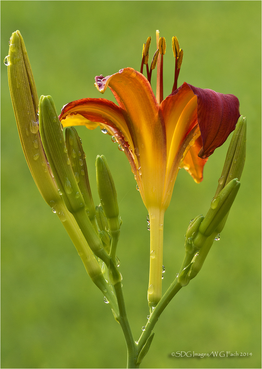 Late Bloomers