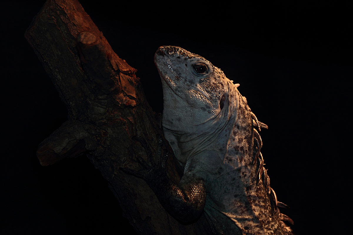 Iguana