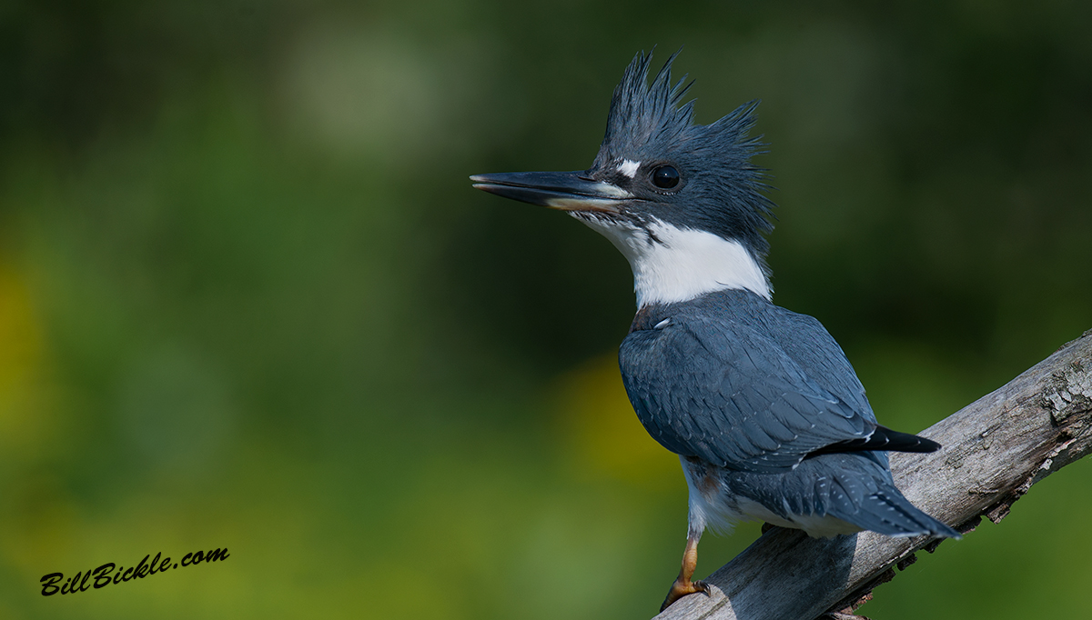 Kingfisher