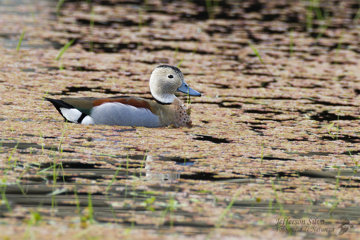 Ringed Teal