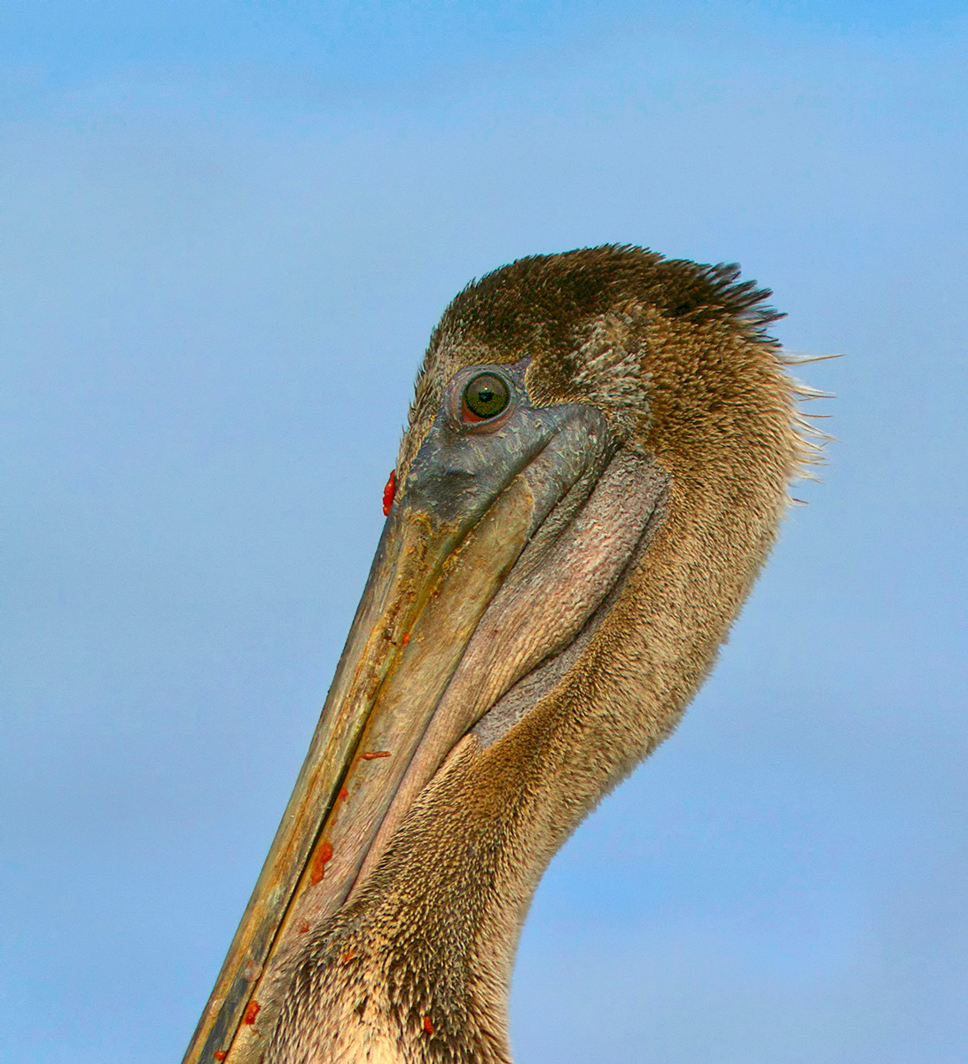 Another Pelican Eye