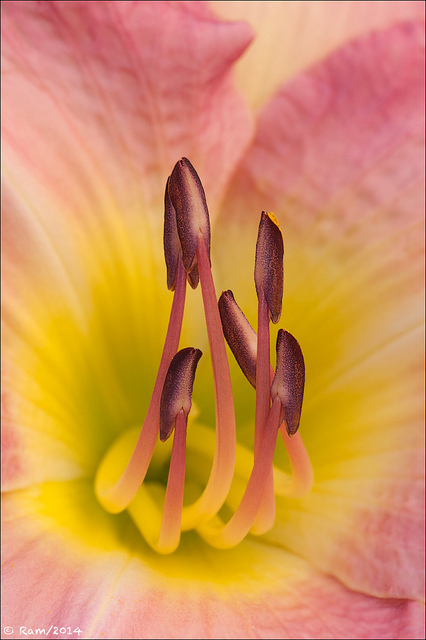 Daylily
