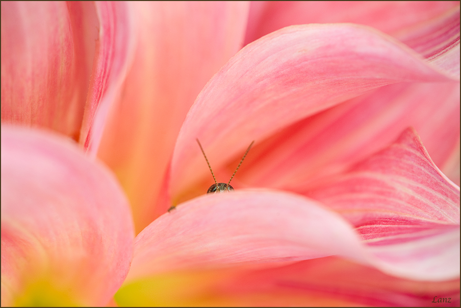 Peeking Grasshopper (WC)