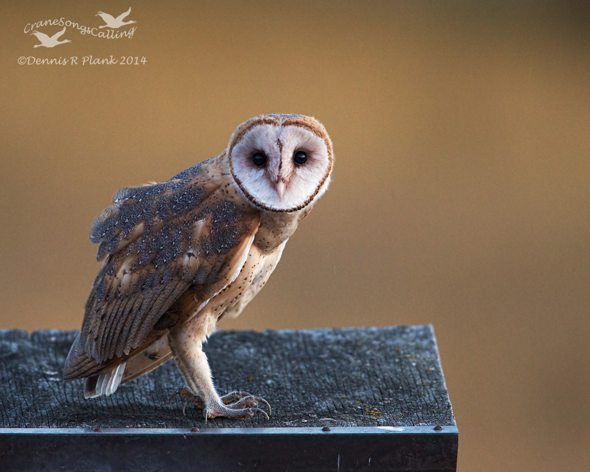 Barn Owl