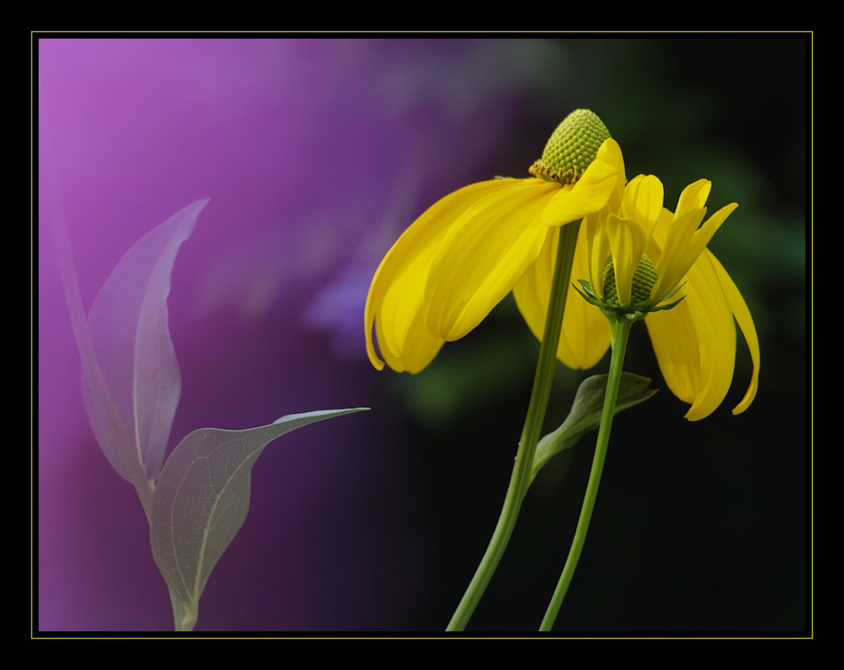 Early Blooms