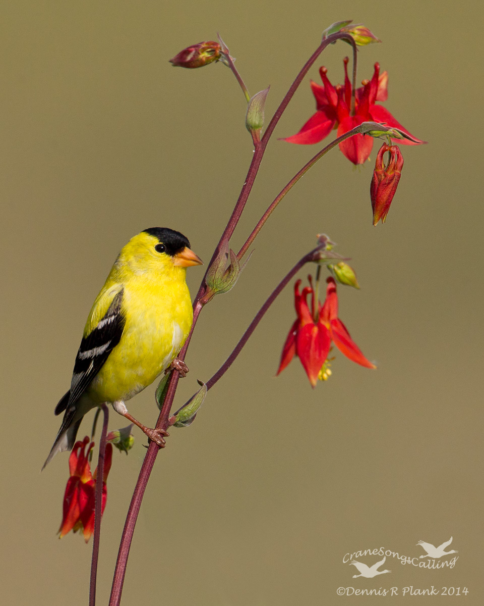An old Goldfinch Shot