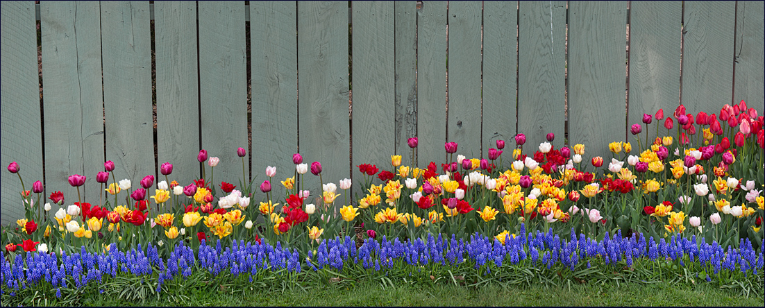 Fence & Flowers