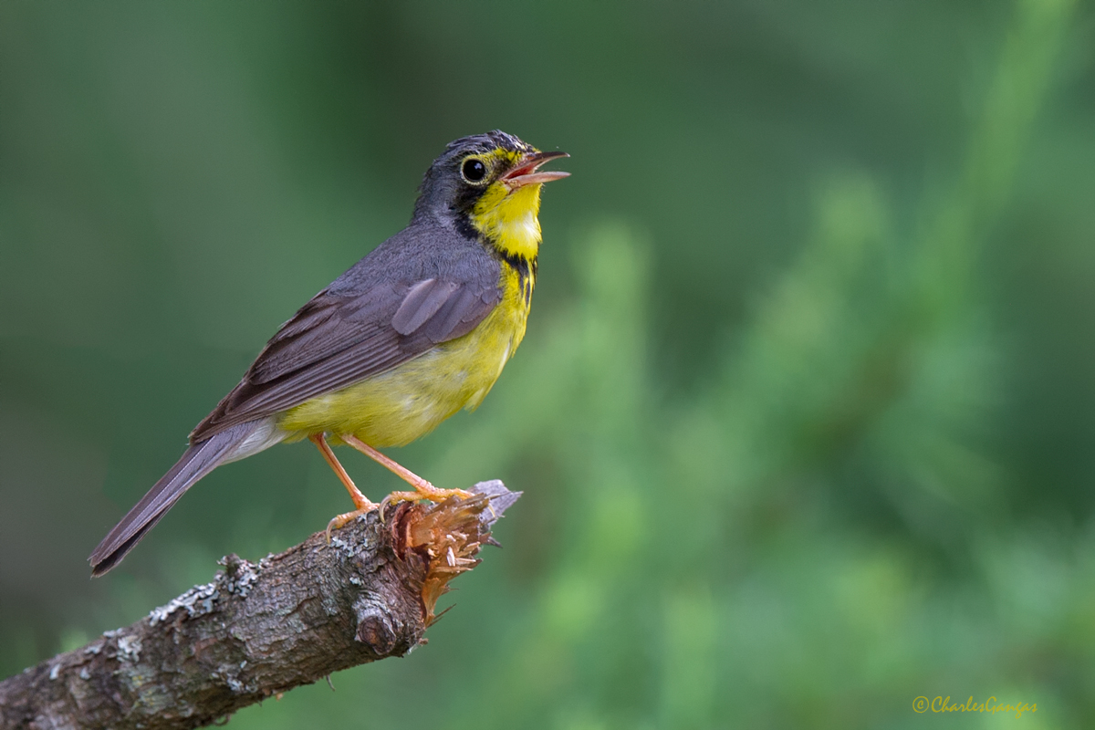 Canada Warbler