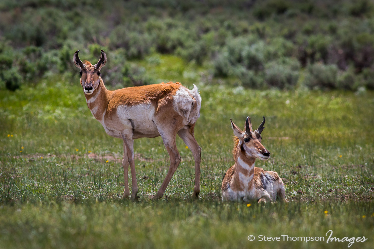 Pronghorn Pair